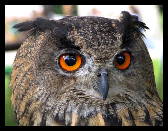 bubo bubo