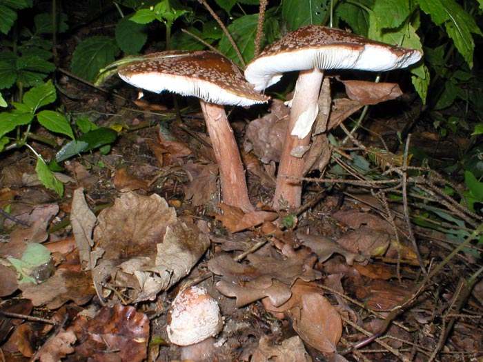 Už jsme ve smaženici.