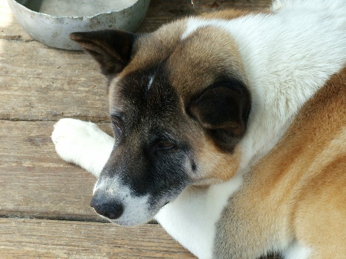 Akita