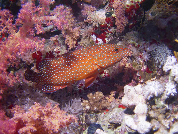 Kanic - Cephalopholis miniata