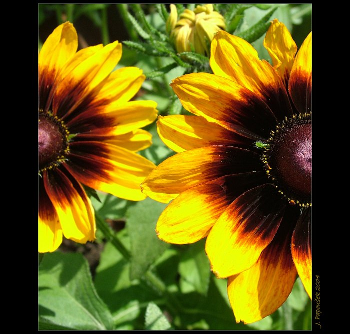 Padesát na padesát.