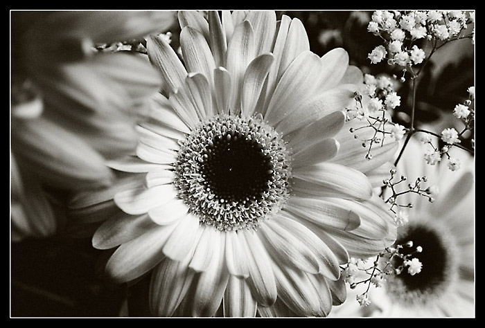 Květina pro babičku