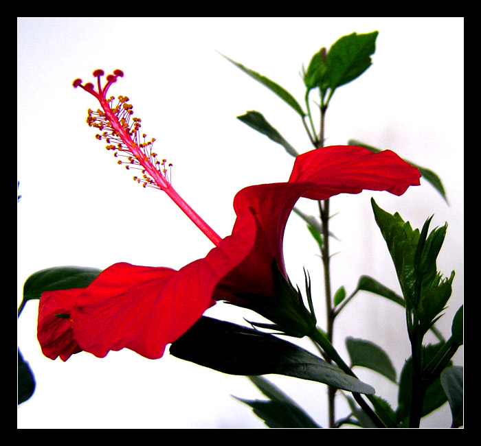 <strong>Hibiscus rosa-sinensis</strong>