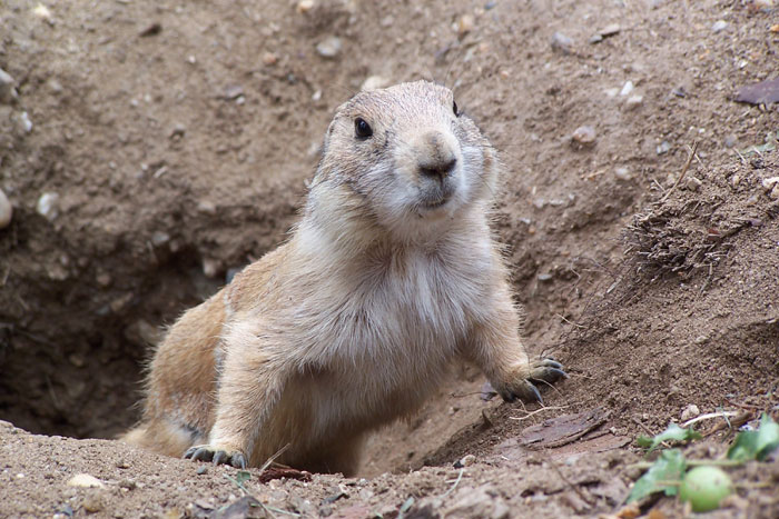 Milé zvířátko z pražského zoo.