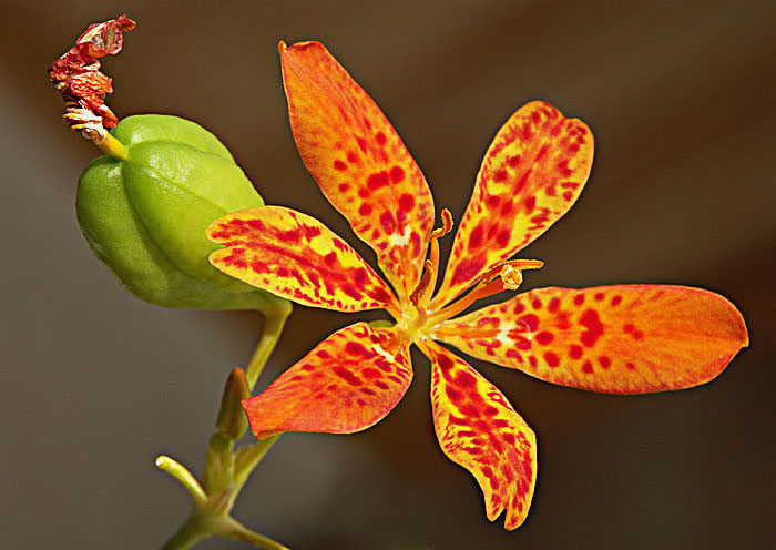 Bellacanda Chinensis