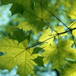 Javorove Listy