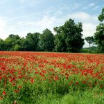 Poppy Field