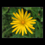 <b>.:yellow:.</b>