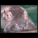 <b> .:: PORTRET ::. </b>