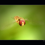 H E L I C O P T E R O S    2