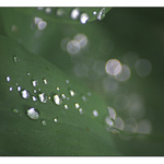 Rozsypané <b>diamanty</b>