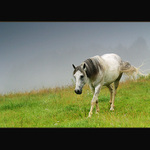 Na nebeských pastvinách