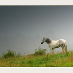 Na nebeských pastvinách