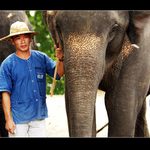<b>Elephant</b>