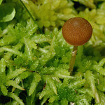 Šumavská houbička