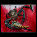 <b>Nebezpečí rudého vábení</b>