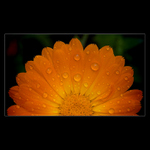 <b>* Sunrise flower *</b>