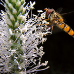 Ze života hmyzu VI.