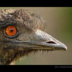 <B>EMU</B>