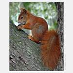 <B>TAK JI KOCOUR KONEČNĚ DOHONIL !</B>