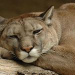 Puma #2