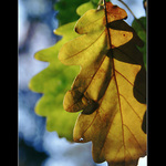 Zavřete oči, odcházím...