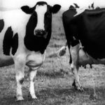 British beef