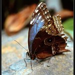 Morpho menelaus 2