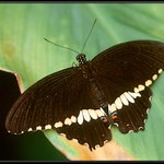 Papilio polytes