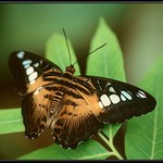 Parthenos Sylvia