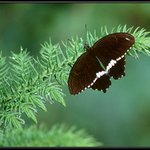 Papilio polytes 2