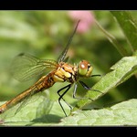 <b>...vážka...</b>