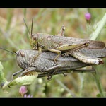 <b>na koníčka si vyskočím</b>