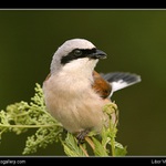 Taťka ťuhýk (podruhé)