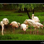 Plameňák růžový starosvětský (Phoenicopterus ruber roseus)