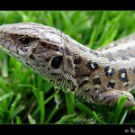 Ještěrka obecná (Lacerta agilis)