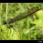 Motýlice obecná (Calopteryx virgo)
