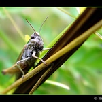 Saranče čárkovaná (Stenobothrus lineatus)