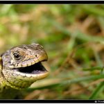 Zírám na ten svět s otevřenou hubou ... :-)