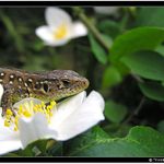 Ještěrka opylující kytičku ...