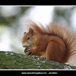 Překvapení na větvičce