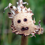 Kouká.Nekouká.Kouká !!!