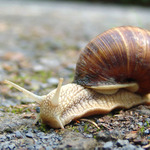 <b>Hlemýžď...</b>