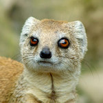 <b> Mangusta liščí</b>