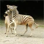 hryžte, trhejte....