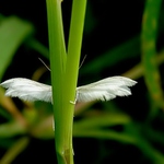 Špatně ukrytý anděl...