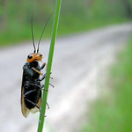 Stopař, kterého jsem vzal