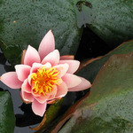 Ve vodě po deštíku