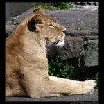 <i>dalsí ze ZoO --- LVICE</i>