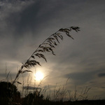 Západovka trávovka